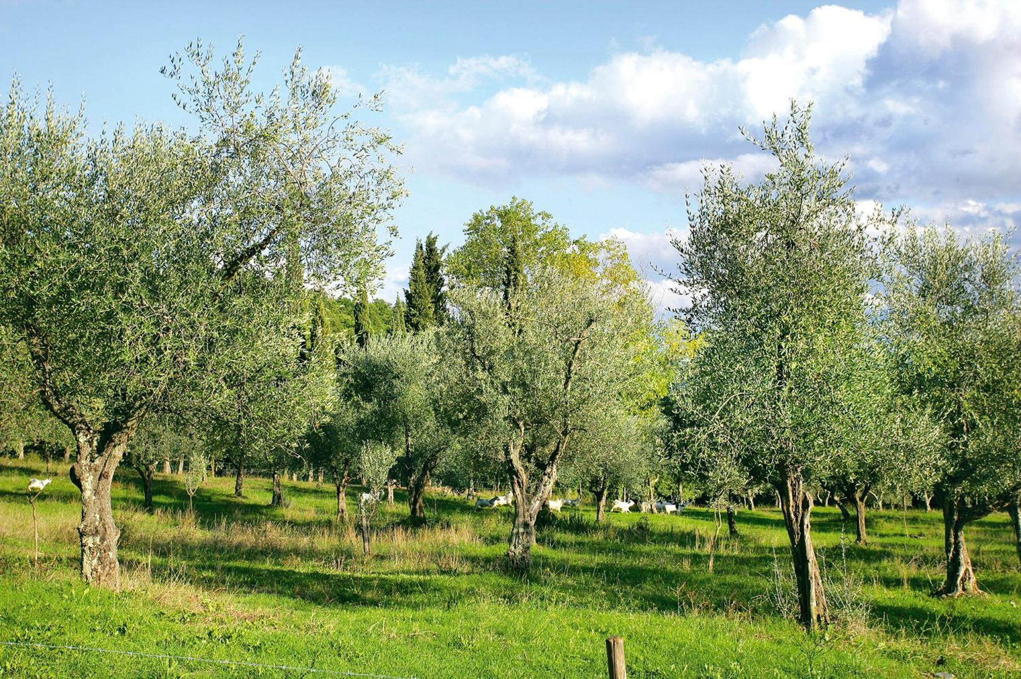Tenuta La Bandita Sassetta Exterior photo