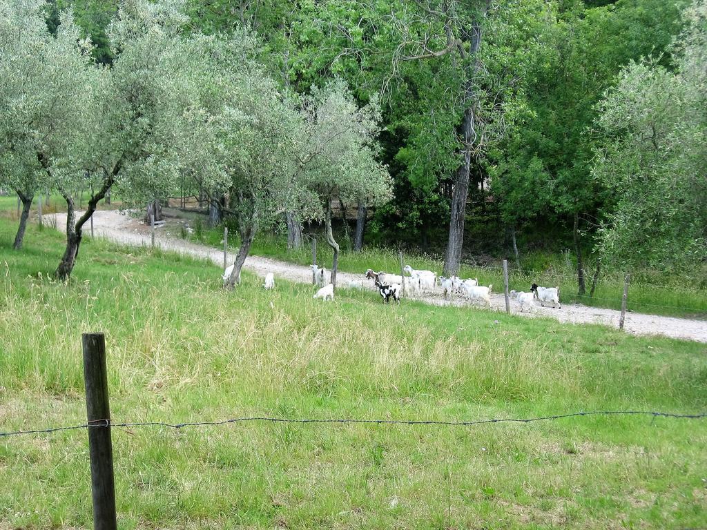 Tenuta La Bandita Sassetta Exterior photo